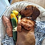 Alphonse a rejoint le concours — aidez-le/la à gagner de superbes lots ! bed, blanket, collar, cozy, cucumber, dachshund, dog, domestic_animal, floor, fur, green_onions, indoor, lemon, pet, relaxed, resting, sweet_potato, vegetables, wood_floor, yellow_squash