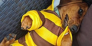 Alphonse a rejoint le concours — aidez-le/la à gagner de superbes lots ! brown, canine, chair, clothing, cushion, cute, dachshund, dog, fur, hoodie, indoors, nail, paw, pet, puppy, relaxed, resting, striped, wicker, yellow