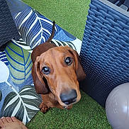 Alphonse participe au concours pour gagner de l'argent avec cette photo : dog, dachshund, pet, curious, looking_up, leaf_pattern, mat, artificial_grass, outdoor, foot, barefoot, wicker_furniture, brown_dog, small_dog, tail, close_up, animal, floor, texture, home