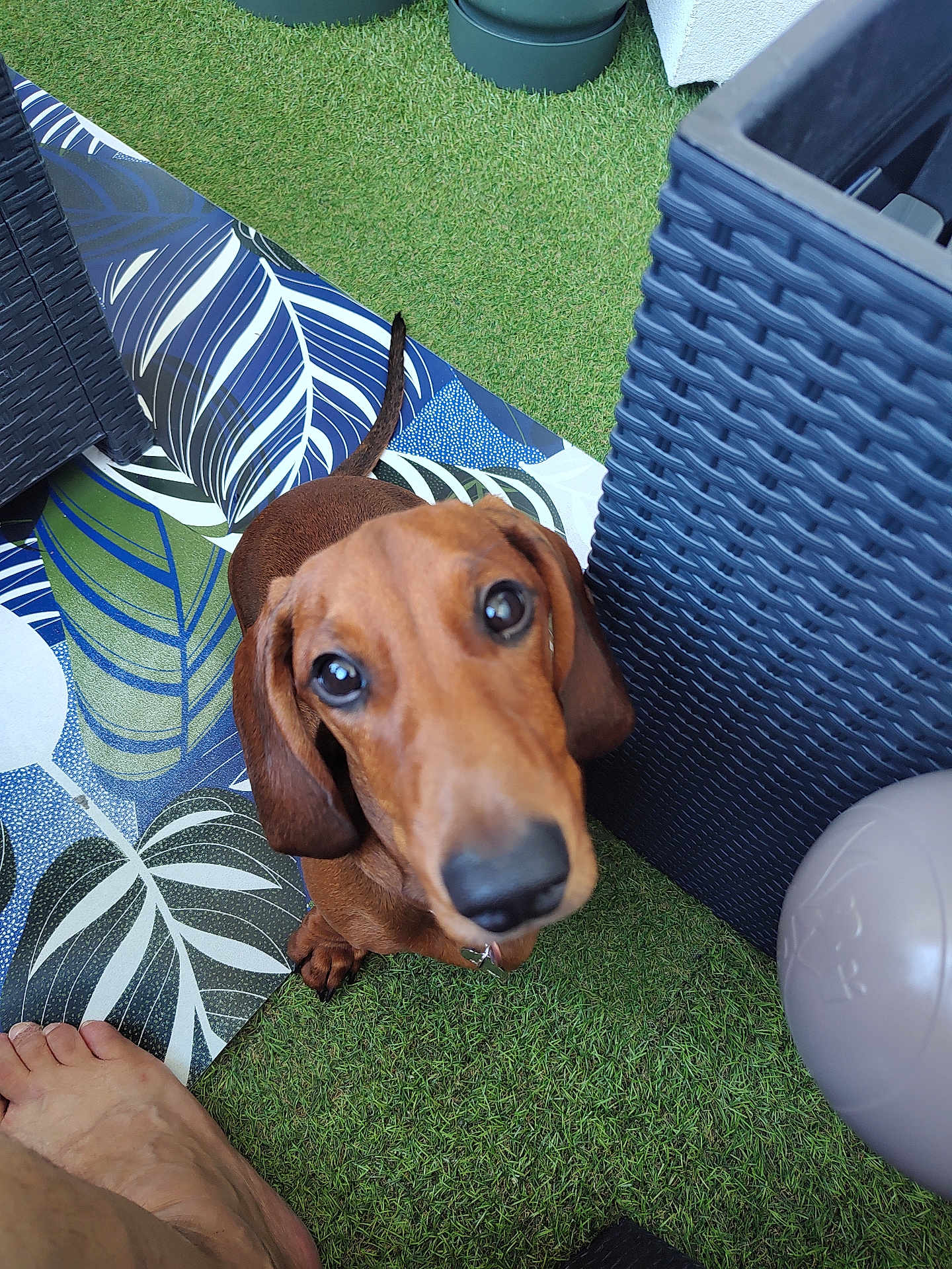 Alphonse participe au concours pour gagner de l'argent avec cette photo : dog, dachshund, pet, curious, looking_up, leaf_pattern, mat, artificial_grass, outdoor, foot, barefoot, wicker_furniture, brown_dog, small_dog, tail, close_up, animal, floor, texture, home