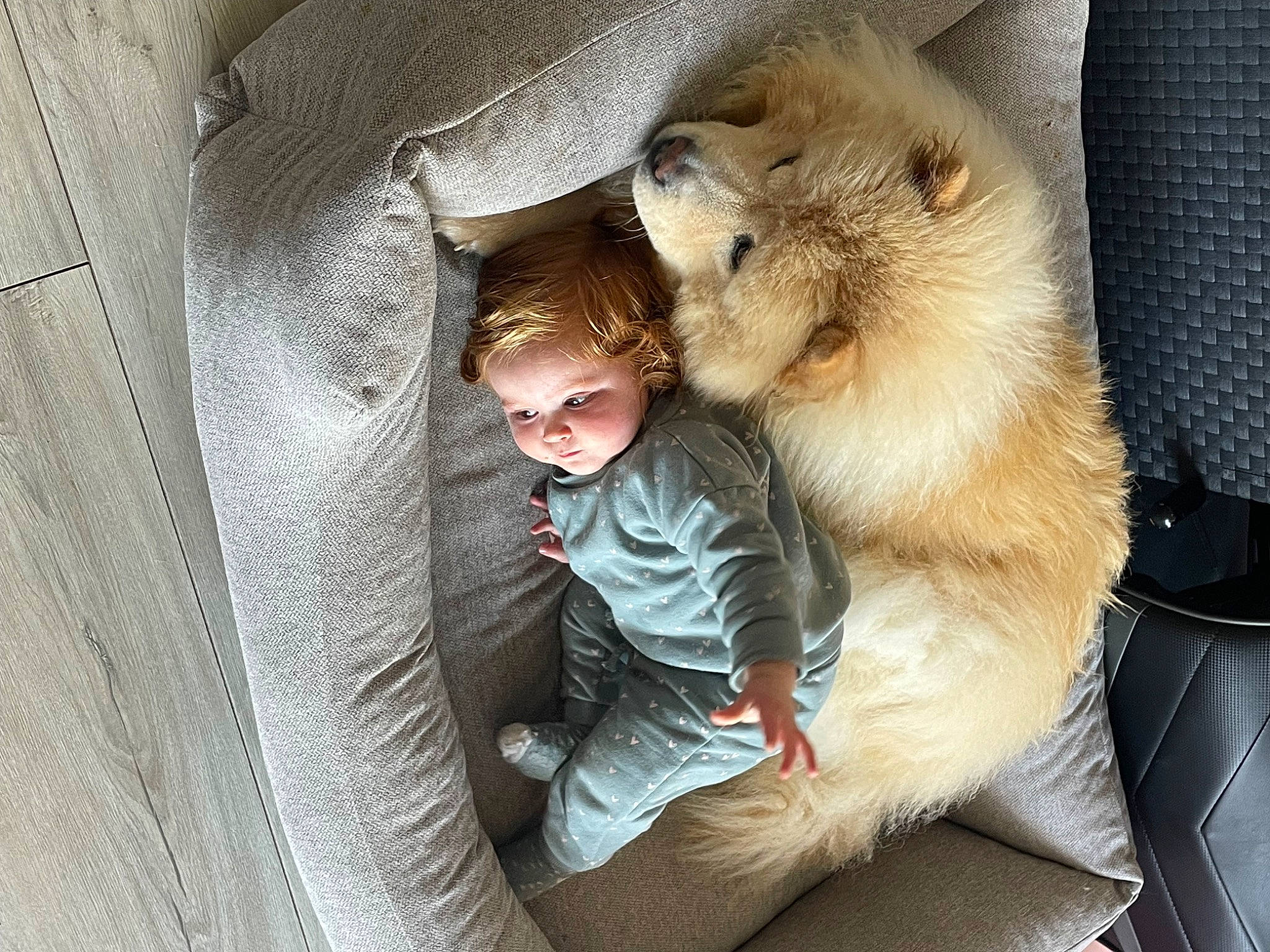 Rosella a rejoint le concours — aidez-le/la à gagner de superbes lots ! baby, canidae, carnivore, child, comfort, companion_dog, dog_breed, fawn, felidae, fur, nap, person, sitting, small_to_medium_sized_cats, snout, sporting_group, tail, tie, toddler, whiskers