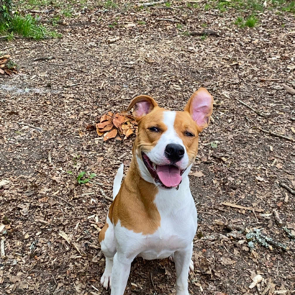 Xena a rejoint le concours — aidez-le/la à gagner de superbes lots ! animal, canine, dog, face, grass, grove, head, hound, land, nature, outdoors, person, pet, photography, plant, portrait, soil, tree, vegetation, woodland