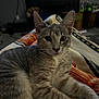 Lulu is registered to the contest to win money with this photo: animal, blanket, cat, closeup, comfort, cozy, cute, ears, feline, fur, home, indoor, laying, mammal, pet, relaxing, resting, soft, tabby, whiskers