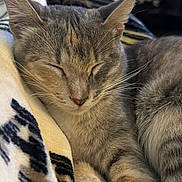 Lulu is registered to the contest to win money with this photo: animal, blanket, cat, close_up, comfort, cozy, cute, domestic_animal, ears, feline, fur, indoor, mammal, peaceful, pet, relaxed, resting, sleeping, soft, whiskers