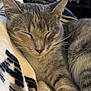 animal, blanket, cat, close_up, comfort, cozy, cute, domestic_animal, ears, feline, fur, indoor, mammal, peaceful, pet, relaxed, resting, sleeping, soft, whiskers