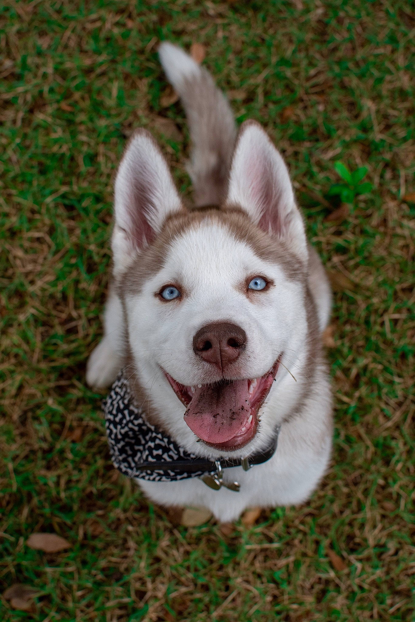 Echo is registered to the contest to win money with this photo: alaskan_klee_kai, alaskan_malamute, canadian_eskimo_dog, canidae, carnivore, dog, dog_breed, grass, labrador_husky, mammal, native_american_indian_dog, northern_inuit_dog, rare_breed_dog, sakhalin_husky, siberian_husky, sled_dog, tamaskan_dog, vertebrate, wolfdog, working_dog
