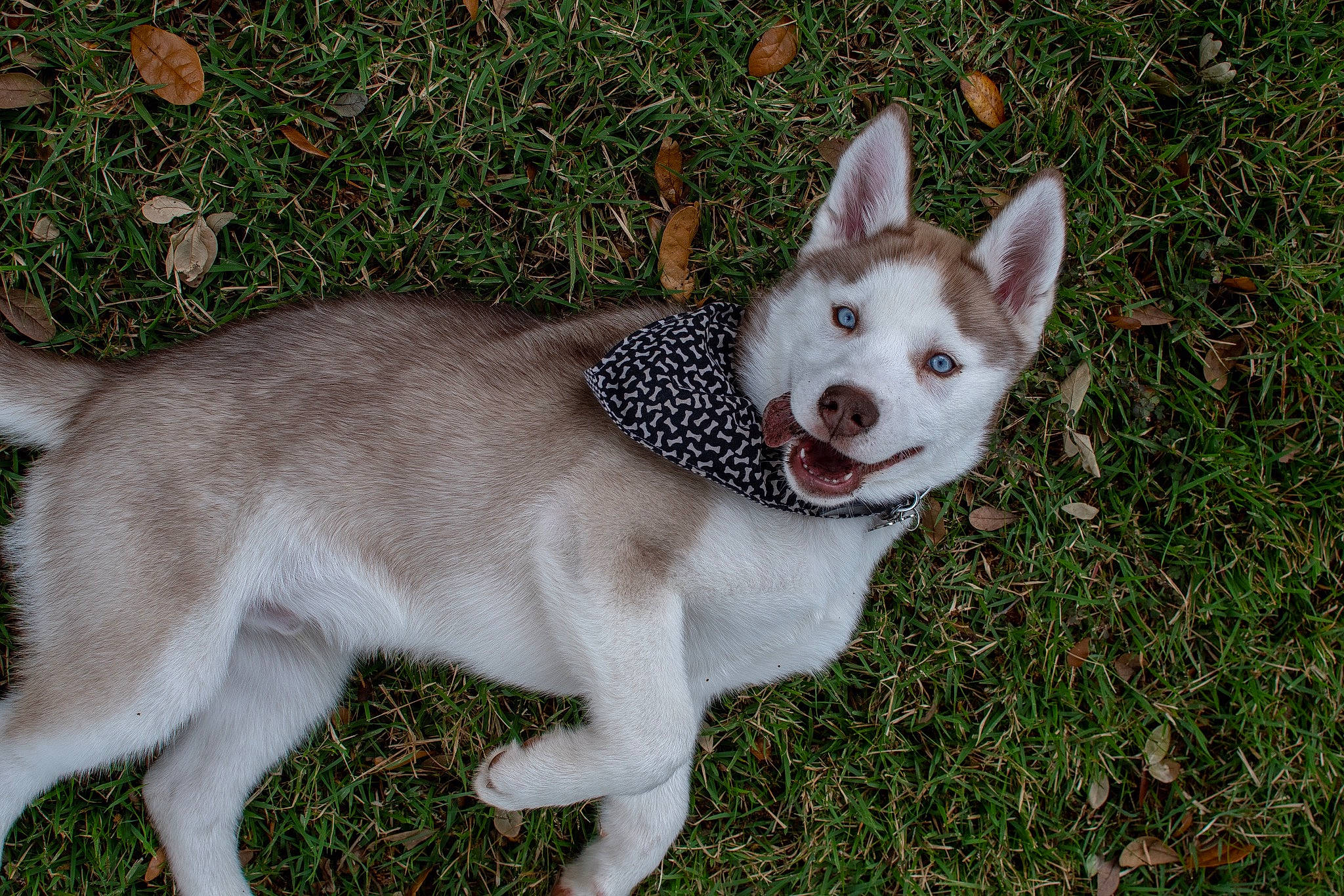 Echo is registered to the contest to win money with this photo: ancient_dog_breeds, canidae, carnivore, dog, dog_breed, fawn, mammal, northern_inuit_dog, rare_breed_dog, siberian_husky, sled_dog, sporting_group, vertebrate, working_dog