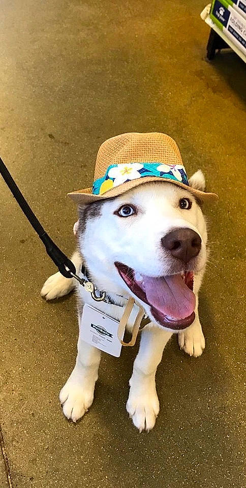 Echo joined the competition — help win amazing prizes! american_pit_bull_terrier, canidae, carnivore, collar, companion_dog, dog, dog_breed, dog_clothes, fashion_accessory, hat, headgear, labrador_husky, leash, mammal, non_sporting_group, rare_breed_dog, siberian_husky, snout, sporting_group, vertebrate