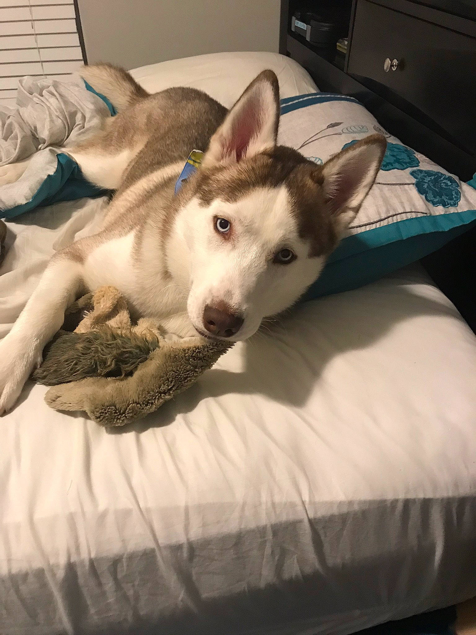 Echo is registered to the contest to win money with this photo: alaskan_malamute, canidae, carnivore, carolina_dog, dog, dog_breed, fur, labrador_husky, mammal, northern_inuit_dog, norwegian_lundehund, puppy, rare_breed_dog, sakhalin_husky, seppala_siberian_sleddog, siberian_husky, sled_dog, tamaskan_dog, vertebrate, wolfdog