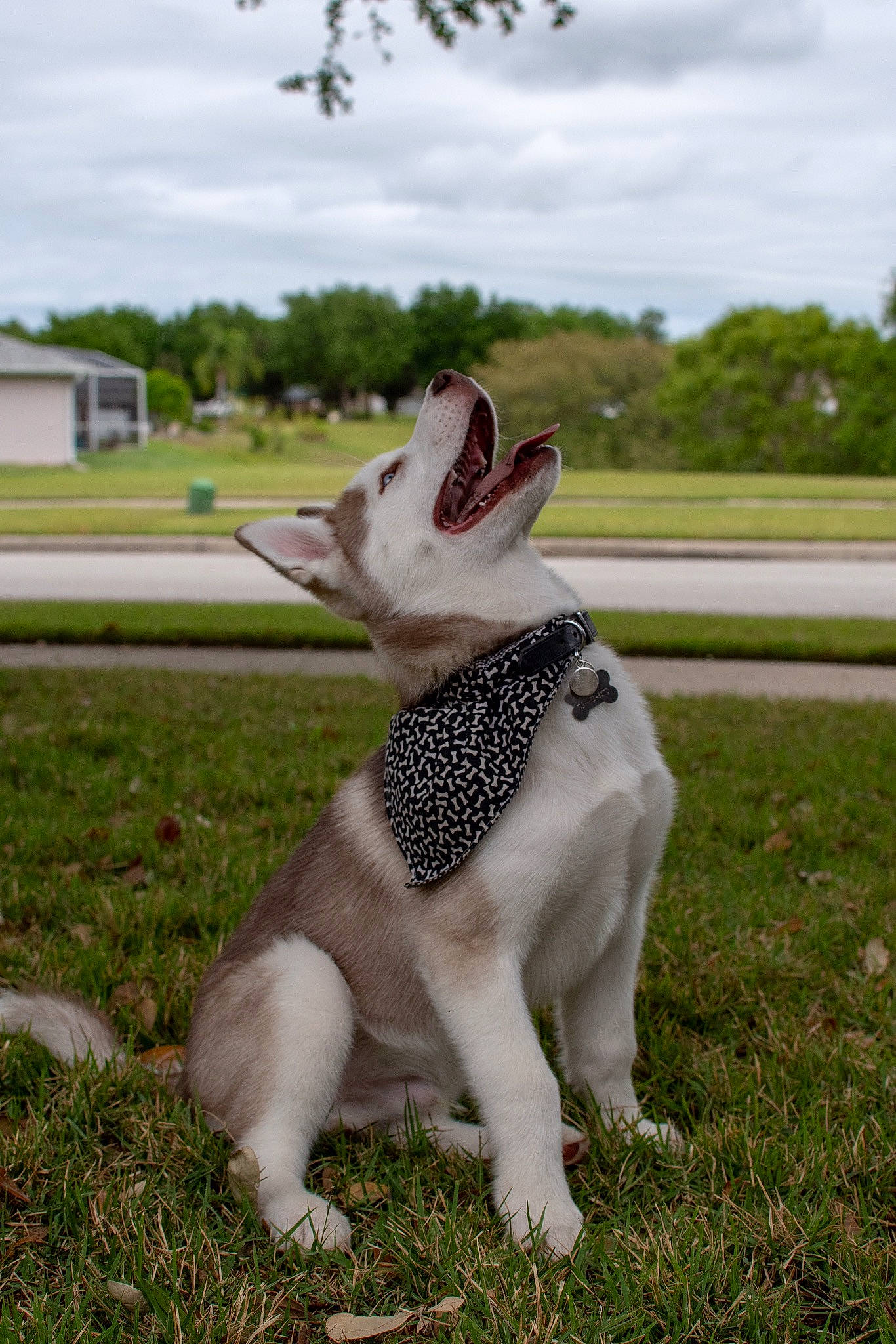 Echo joined the competition — help win amazing prizes! canidae, carnivore, companion_dog, dog, dog_breed, fawn, french_bulldog, grass, mammal, non_sporting_group, snout, sporting_group, tail, vertebrate