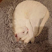 Vroom participe au concours pour gagner de l'argent avec cette photo : animal, cat, cozy, curled_up, cute, domestic_cat, fluffy, fur, home, indoor, mammal, pet_bed, pink_nose, relaxed, resting, sleeping, soft, tail, whiskers, white_cat