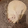 animal, cat, cozy, curled_up, cute, domestic_cat, fluffy, fur, home, indoor, mammal, pet_bed, pink_nose, relaxed, resting, sleeping, soft, tail, whiskers, white_cat