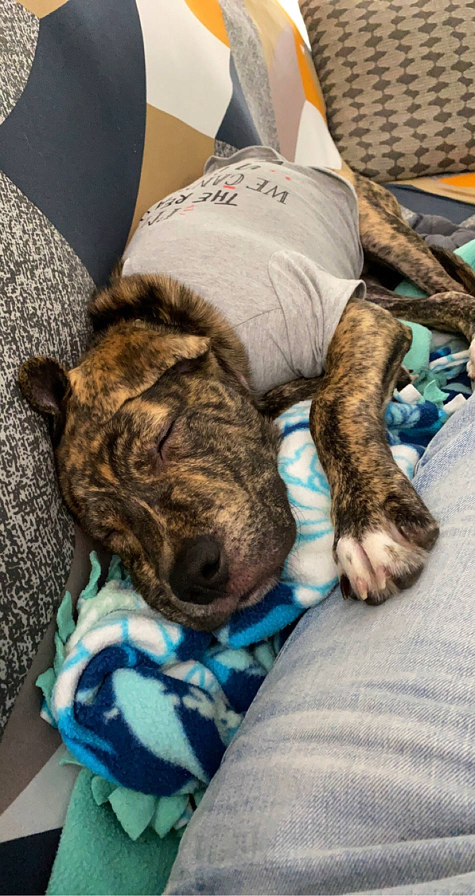 Grimm is registered to the contest to win money with this photo: bulldog, canidae, carnivore, comfort, companion_dog, dog, dog_breed, fawn, french_bulldog, nap, non_sporting_group, puppy, sleep