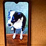 dog, phone, screen, black_and_white, sitting, carpet, wood, indoor, pet, animal, device, technology, close_up, looking_up, fur, ears, eyes, phone_case, table, paper
