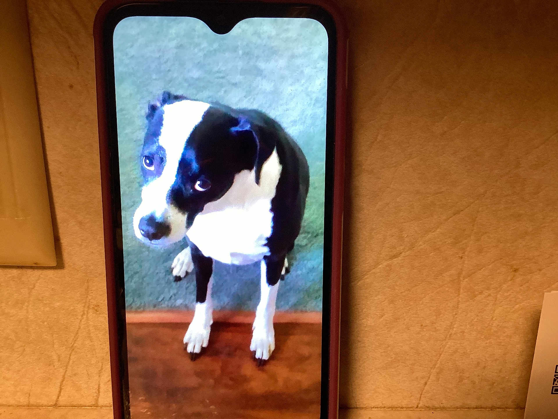 Zoey is registered to the contest to win money with this photo: dog, phone, screen, black_and_white, sitting, carpet, wood, indoor, pet, animal, device, technology, close_up, looking_up, fur, ears, eyes, phone_case, table, paper