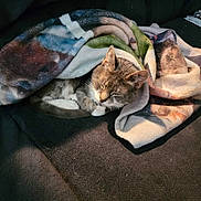 Misty is registered to the contest to win money with this photo: cat, sleeping, blanket, couch, cozy, indoor, pet, fur, relaxing, sunlight, napping, animal, domestic, comfort, tabby, soft, warm, paws, resting, cute