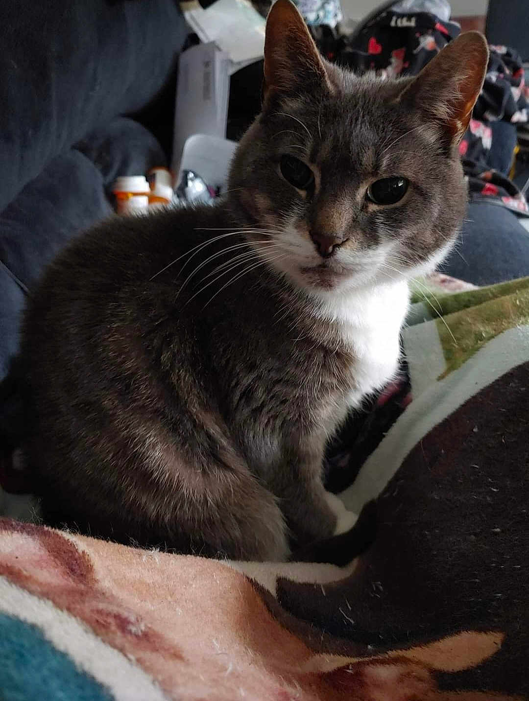 Misty joined the competition — help win amazing prizes! cat, grey_cat, white_fur, whiskers, indoor, blanket, patterned_blanket, furniture, cozy, pet, animal, close_up, domestic, sitting, curious, fur, face, soft_light, household_items, relaxed