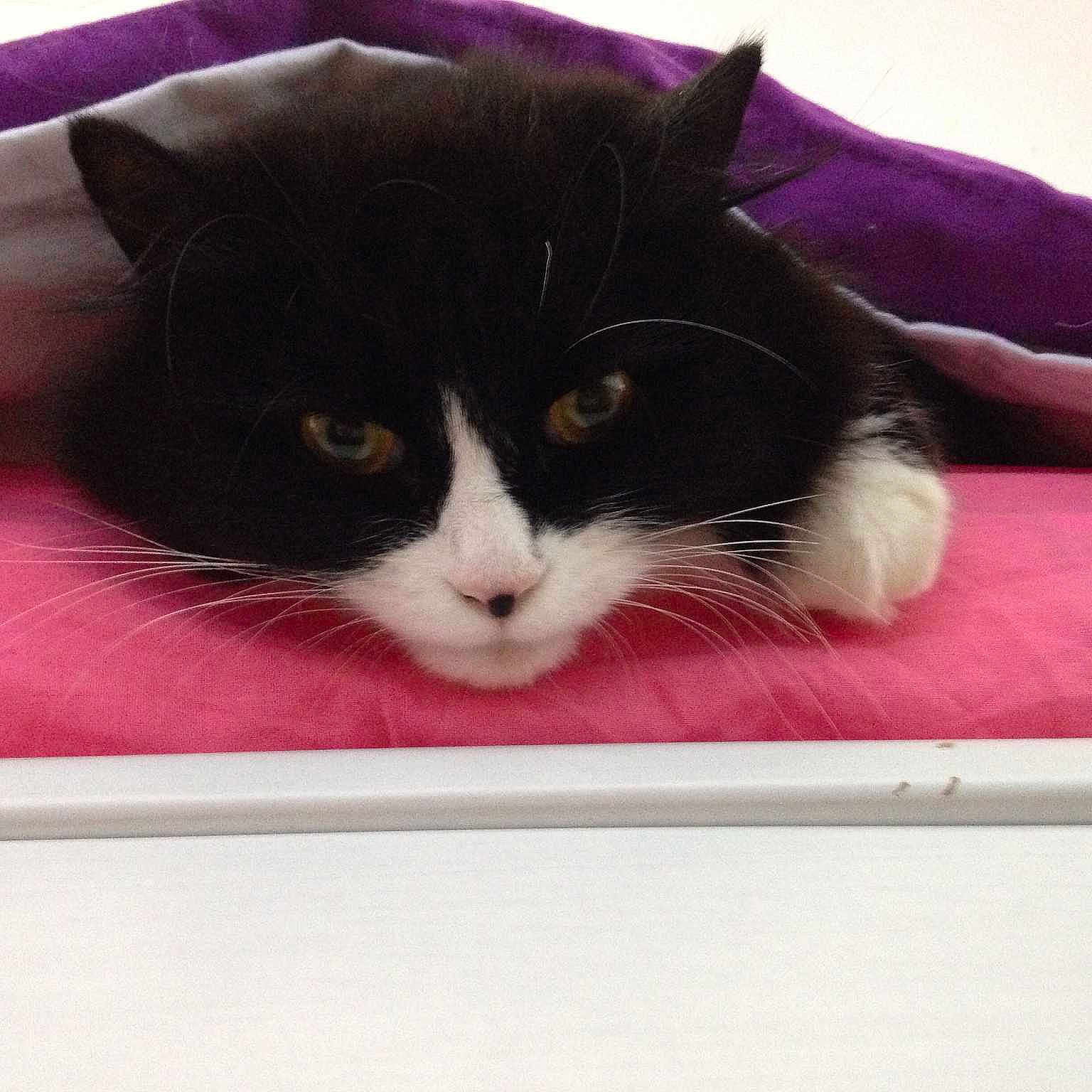 Jessie