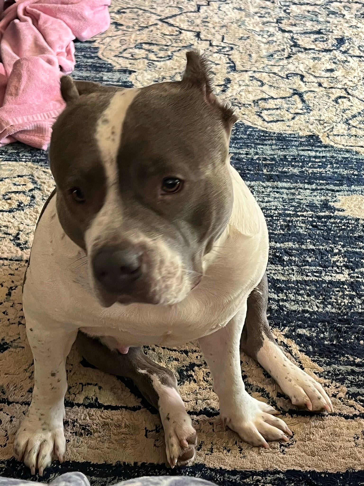 Princess joined the competition — help win amazing prizes! ancient_dog_breeds, bulldog, canidae, carnivore, collar, companion_dog, dog, dog_breed, dog_collar, fawn, molosser, non_sporting_group, snout, soil, sporting_group, terrestrial_animal, whiskers, working_animal, working_dog