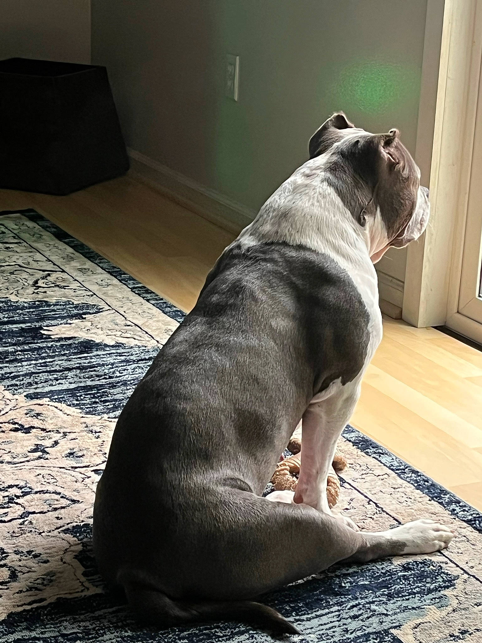 Princess is registered to the contest to win money with this photo: canidae, carnivore, collar, comfort, companion_dog, dog, dog_breed, dog_collar, fawn, flooring, grey, non_sporting_group, pet_supply, snout, sporting_group, tail, terrestrial_animal, tire_care, whiskers, working_animal