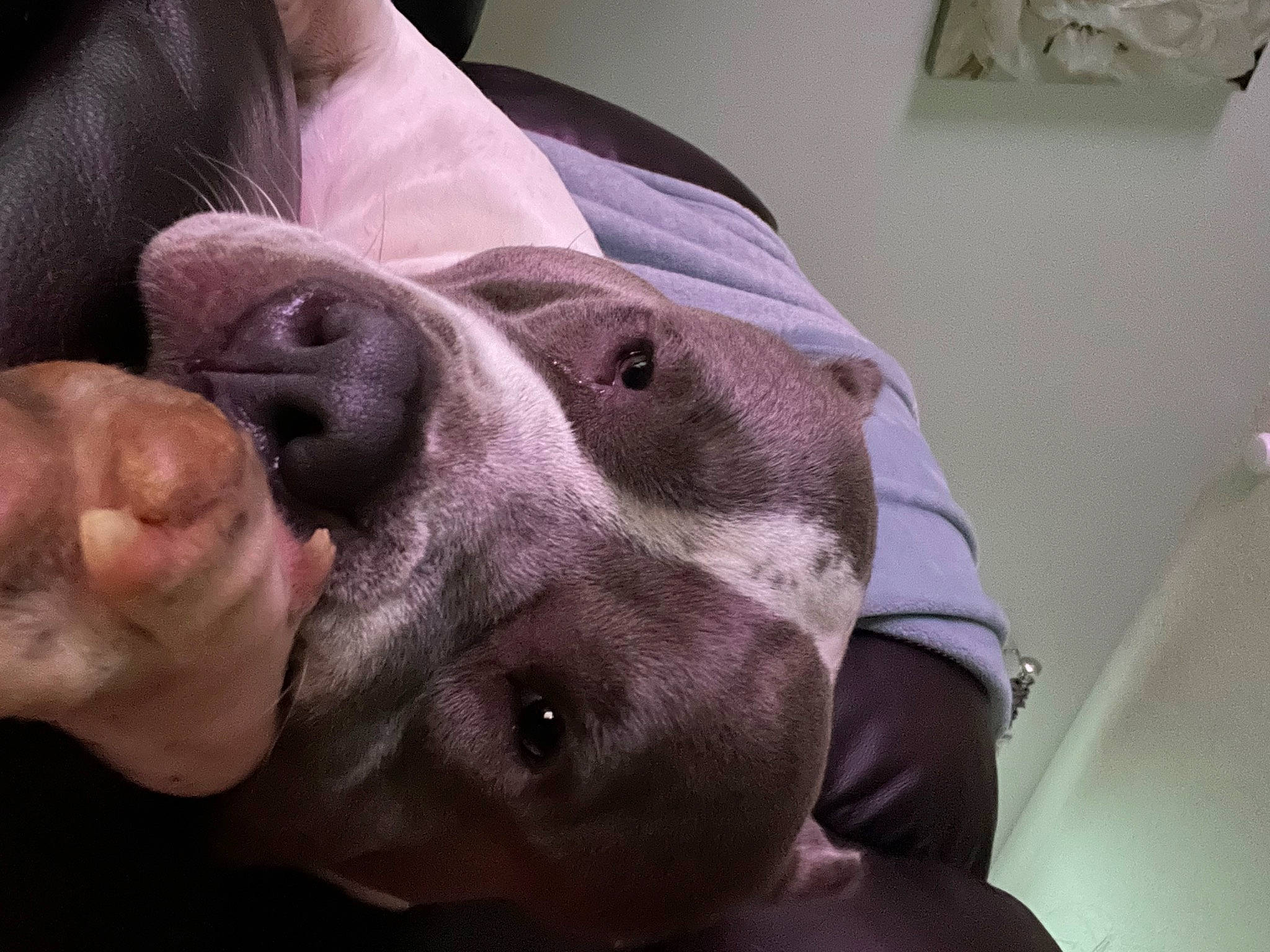 Princess is registered to the contest to win money with this photo: carnivore, chest, comfort, companion_dog, dog, dog_breed, ear, fawn, flesh, fur, gesture, guard_dog, jaw, nail, selfie, snout, sporting_group, throat, whiskers, wrinkle