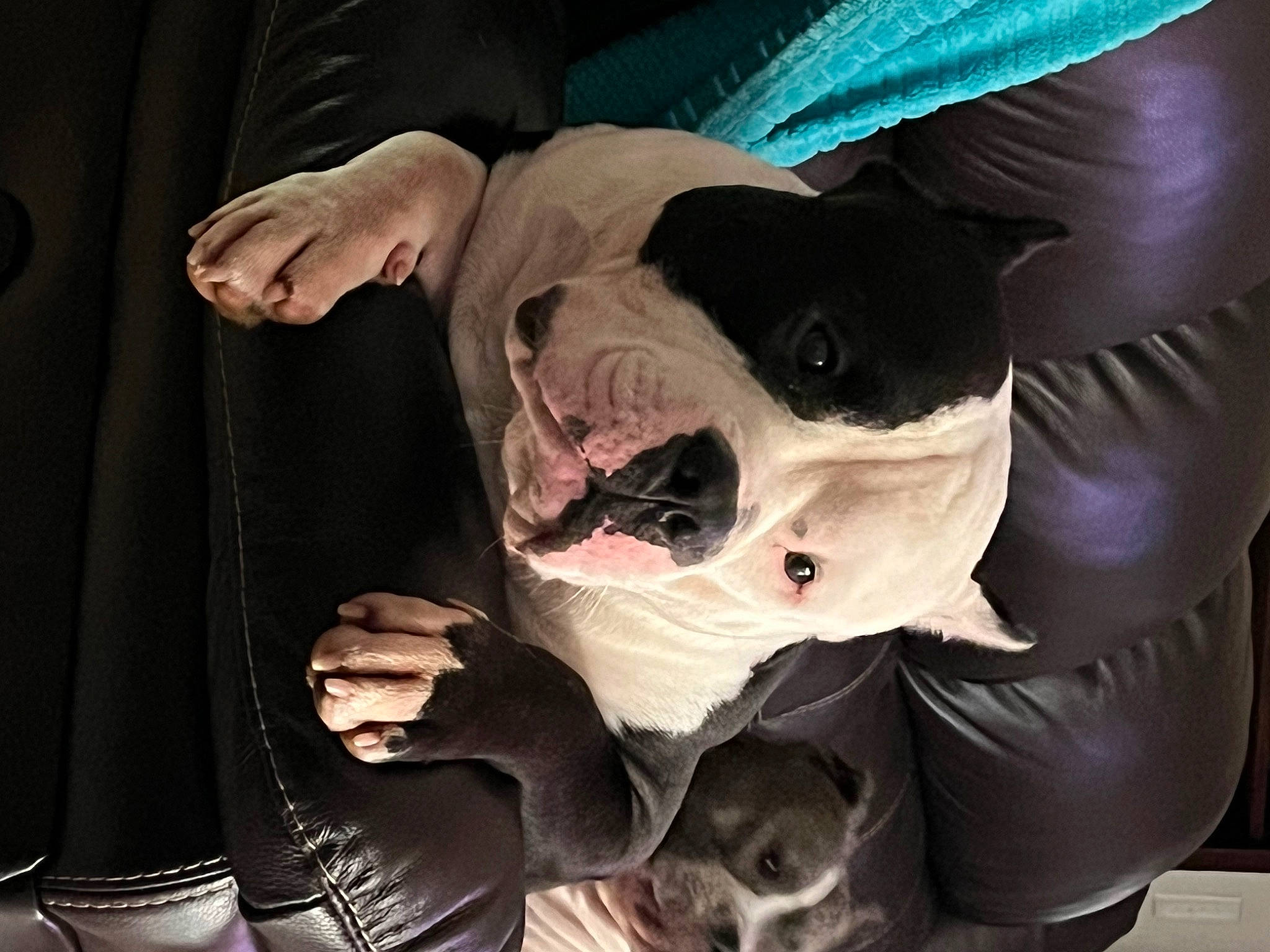 Brian is registered to the contest to win money with this photo: bulldog, canidae, carnivore, comfort, companion_dog, dog, dog_breed, dog_clothes, dog_supply, ear, eyewear, fawn, fur, paw, sleeve, snout, sporting_group, toy_dog, whiskers, working_animal