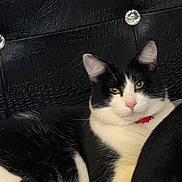 Prince Kitty is registered to the contest to win money with this photo: animal, background, black_and_white, cat, close_up, collar, couch, domestic, feline, fur, golden_eyes, indoor, looking, paw, pet, pink_nose, portrait, relaxed, sitting, whiskers
