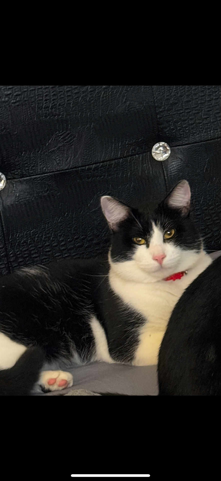 Prince Kitty