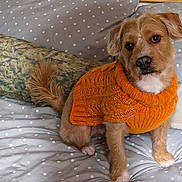 Marvin joined the competition — help win amazing prizes! dog, pet, orange_sweater, knitted_clothing, bed, pillow, polka_dot, brown_fur, small_dog, cute, indoor, cozy, fur, tail, animal, domestic, looking, sitting, portrait, cute_pet