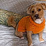 dog, pet, orange_sweater, knitted_clothing, bed, pillow, polka_dot, brown_fur, small_dog, cute, indoor, cozy, fur, tail, animal, domestic, looking, sitting, portrait, cute_pet