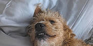 Marvin joined the competition — help win amazing prizes! dog, pet, lying_down, scruffy, brown_fur, white_fur, bed, sheet, cozy, cute, animal, canine, relaxed, closeup, indoors, sleepy, fur, expression, friendly, resting