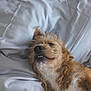 dog, pet, lying_down, scruffy, brown_fur, white_fur, bed, sheet, cozy, cute, animal, canine, relaxed, closeup, indoors, sleepy, fur, expression, friendly, resting