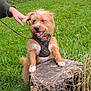 dog, animal, pet, grass, tree_stump, harness, outdoor, nature, playful, happy, paw, field, scruffy, canine, leash, hand, ear, tongue_out, greenery, daytime