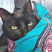 Melkior participe au concours pour gagner de l'argent avec cette photo : animal, black_cat, cat, close_up, colorful, cozy, curious, cute, ears, fabric, face, feline, indoor, patterned_cloth, pet, portrait, soft, textile, whiskers, yellow_eyes