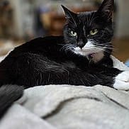 Salem a rejoint le concours — aidez-le/la à gagner de superbes lots ! animal, black_and_white, blanket, cat, close_up, collar, cozy, domestic_cat, feline, fur, green_eyes, indoor, paws, pet, portrait, relaxed, resting, sleepy, soft, whiskers