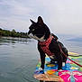 Salem participe au concours pour gagner de l'argent avec cette photo : alert, animal, black_and_white_cat, calm_water, cat, colorful, floating, harness, lake, leash, nature, outdoor, pet, scenic, shoreline, sky, surfboard, trees, water, wet_cat