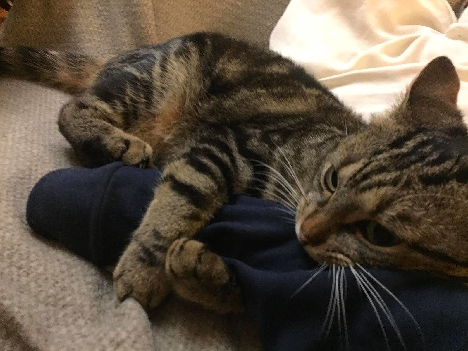 Owen a rejoint le concours — aidez-le/la à gagner de superbes lots ! american_shorthair, asian, california_spangled, carnivore, cat, domestic_short_haired_cat, dragon_li, european_shorthair, felidae, fur, mammal, nap, paw, pixie_bob, sleep, small_to_medium_sized_cats, snout, tabby_cat, toyger, whiskers