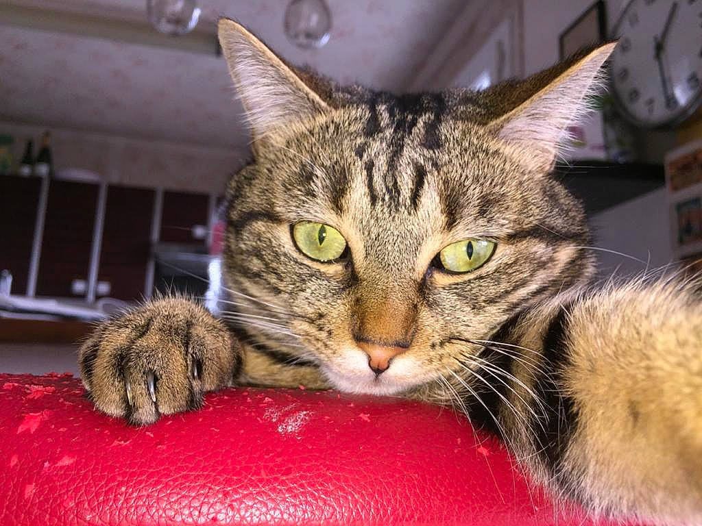 Owen participe au concours pour gagner de l'argent avec cette photo : aegean_cat, american_shorthair, american_wirehair, asian, australian_mist, california_spangled, carnivore, cat, domestic_short_haired_cat, dragon_li, european_shorthair, felidae, kitten, mammal, ocicat, pixie_bob, small_to_medium_sized_cats, tabby_cat, vertebrate, whiskers