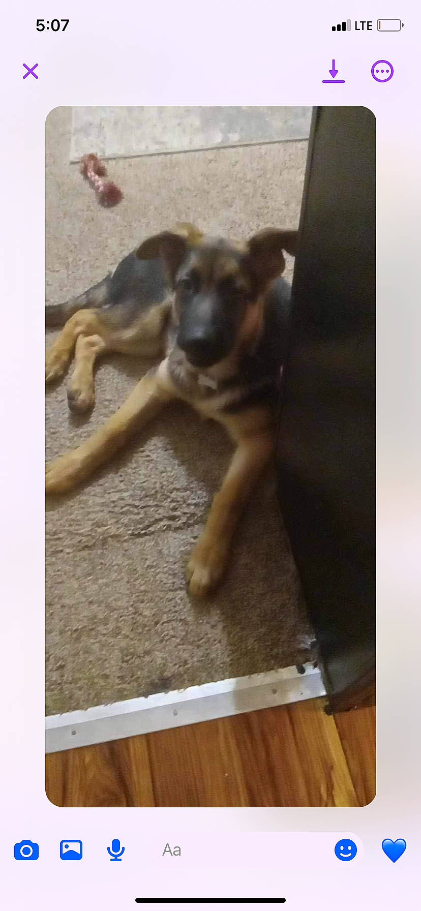 Oscar is registered to the contest to win money with this photo: canidae, carnivore, companion_dog, dog, dog_breed, fawn, flooring, fur, german_shepherd_dog, hardwood, liver, paw, rectangle, snout, sporting_group, tail, terrestrial_animal, wood, wood_stain, working_animal