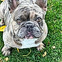 dog, french_bulldog, brindle, pet, animal, grass, outdoor, leaf, cute, canine, mammal, fur, ears, face, nose, eyes, paw, sitting, nature, daylight