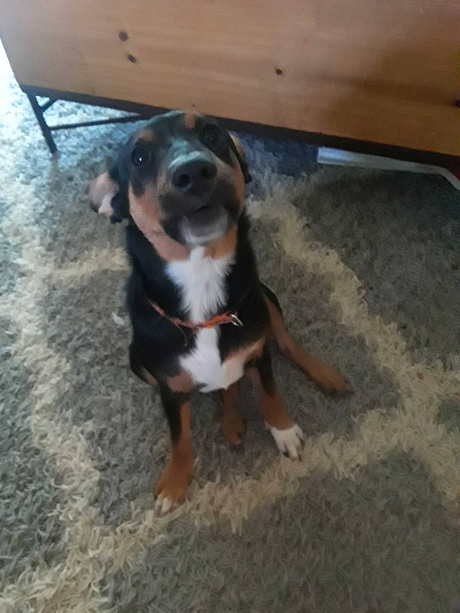 Phoenix Elaine is registered to the contest to win money with this photo: asphalt, carnivore, companion_dog, dog, dog_breed, fawn, flooring, foot, guard_dog, hardwood, hound, paw, plant, road_surface, snout, sporting_group, tail, wood, working_animal, working_dog