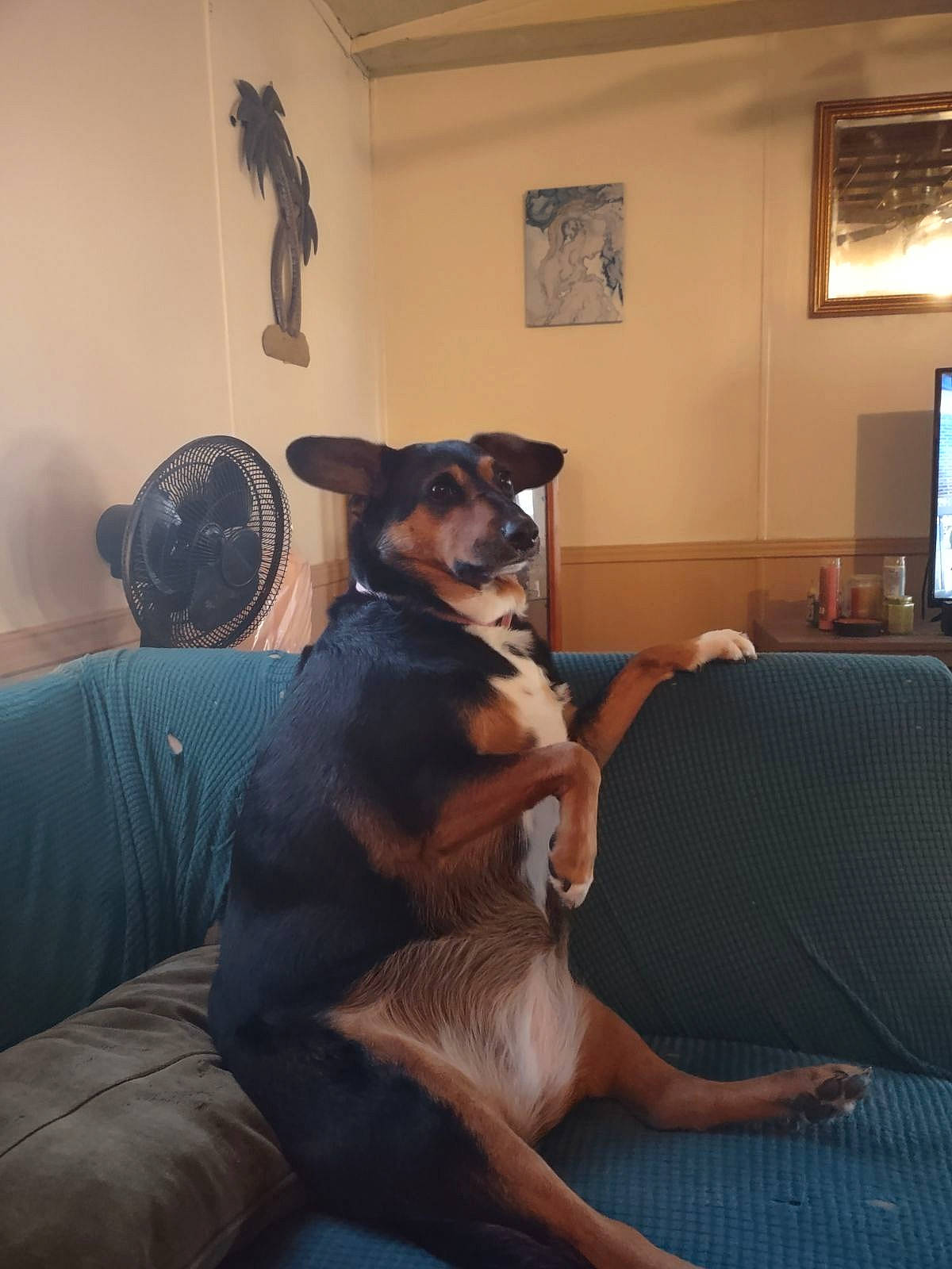 Phoenix Elaine is registered to the contest to win money with this photo: carnivore, chair, comfort, companion_dog, couch, dog, dog_breed, fawn, floor, flooring, fur, furniture, hardwood, living_room, picture_frame, room, sitting, sporting_group, television, window