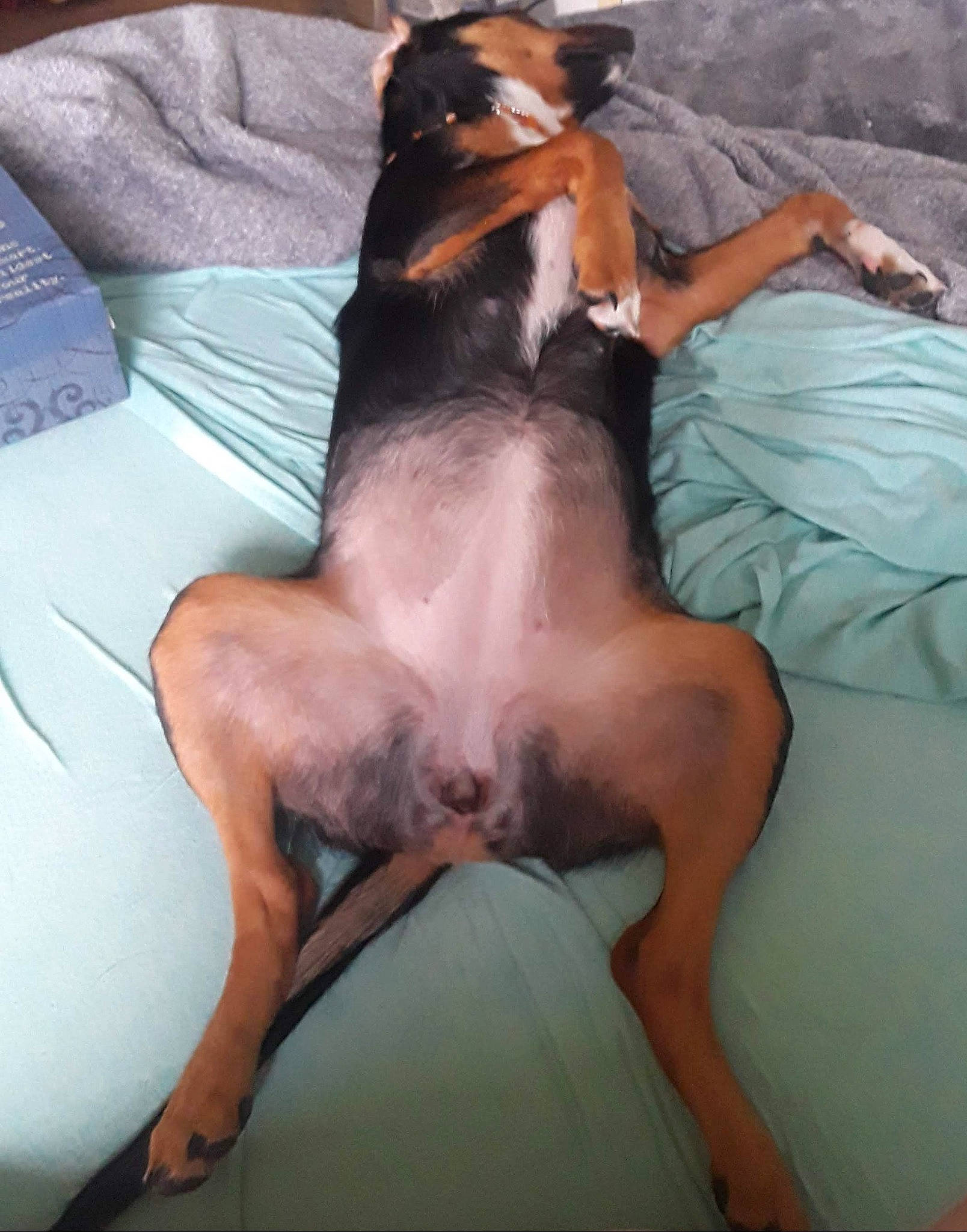 Phoenix Elaine joined the competition — help win amazing prizes! canidae, carnivore, comfort, companion_dog, couch, dog, dog_breed, elbow, fawn, foot, fur, hound, human_leg, knee, lap, linens, paw, sitting, sporting_group, thigh