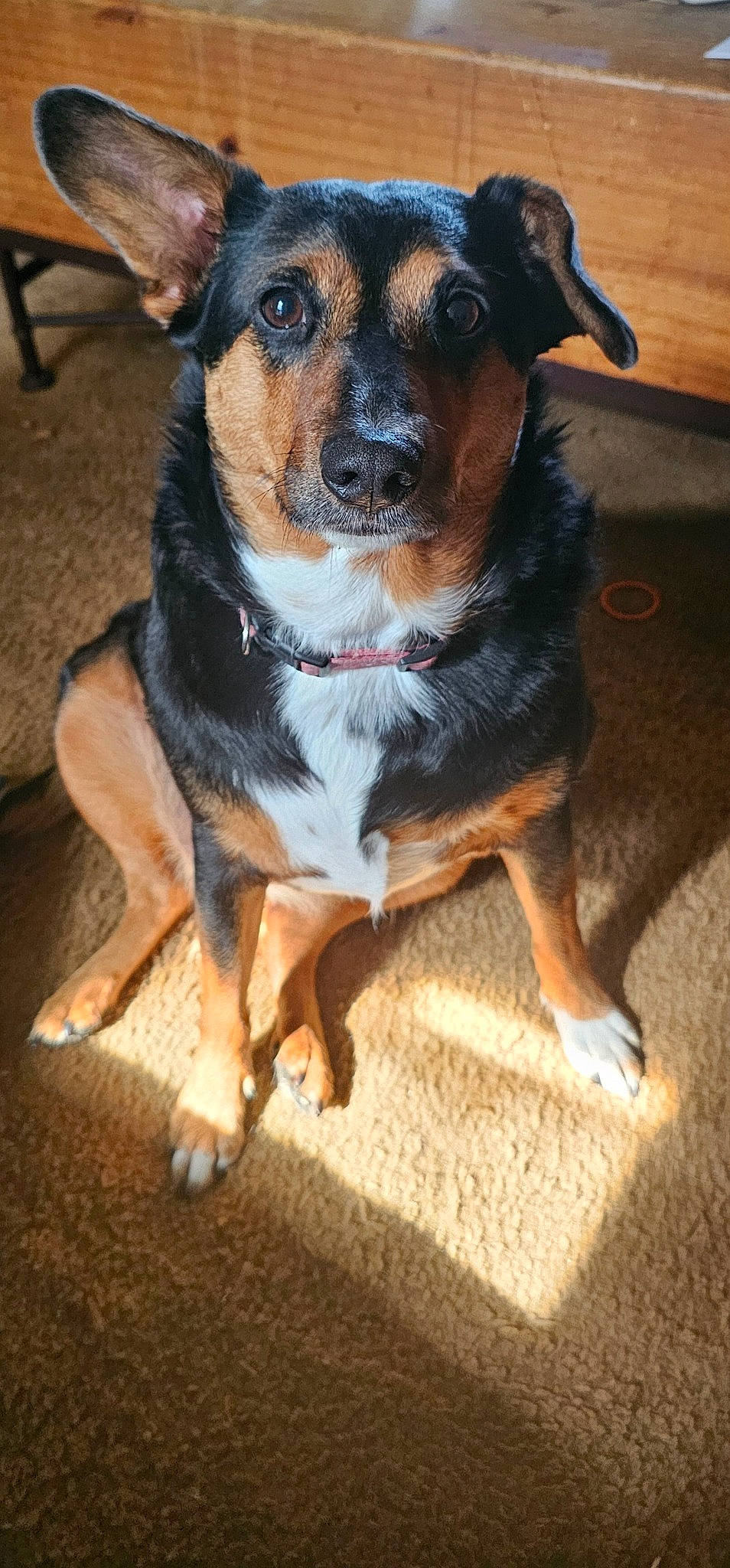 Phoenix Elaine is registered to the contest to win money with this photo: canidae, carnivore, collar, companion_dog, dog, dog_breed, fawn, flooring, fur, guard_dog, plant, snout, sporting_group, whiskers, working_animal, working_dog