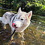 Okaya participe au concours pour gagner de l'argent avec cette photo : dog, husky, water, tongue, nature, outdoor, trees, river, sunlight, reflection, pet, animal, fur, playful, summer, leash, canine, wildlife, fresh, daylight