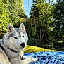 Okaya participe au concours pour gagner de l'argent avec cette photo : dog, siberian_husky, outdoor, grass, blanket, nature, trees, sky, sunlight, leash, collar, park, pet, canine, animal, relaxing, summer, portrait, fur, peaceful