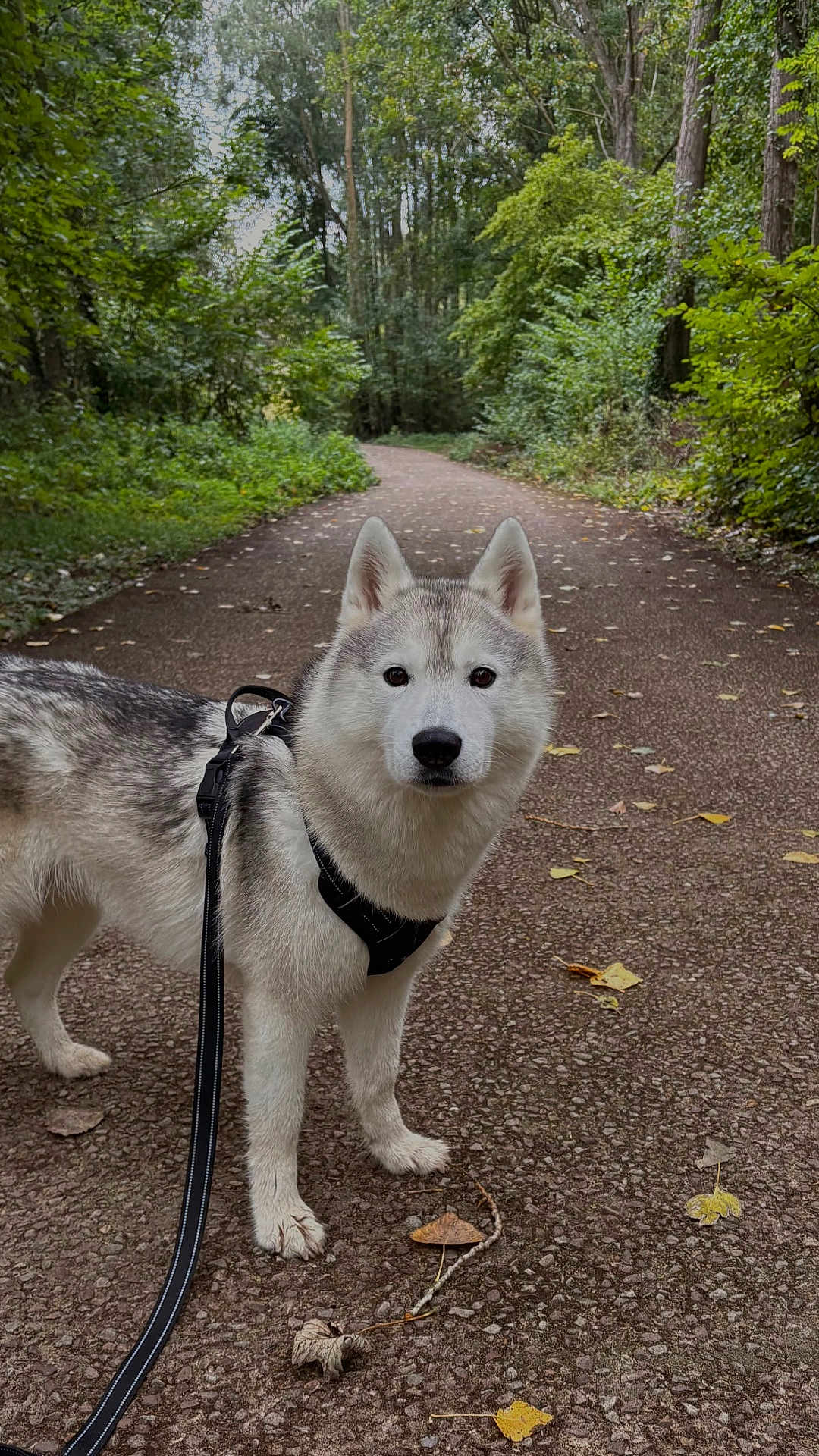 Okaya a rejoint le concours — aidez-le/la à gagner de superbes lots ! dog, husky, leash, forest, path, trees, leaves, outdoor, nature, animal, pet, walking, canine, autumn, trail, fur, alert, standing, scenery, woods