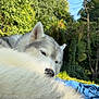 dog, siberian_husky, outdoor, resting, fluffy, blanket, blue_sky, greenery, nature, fur, pet, animal, relaxed, canine, daylight, grass, tree, closeup, portrait, peaceful