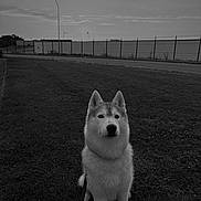 Okaya participe au concours pour gagner de l'argent avec cette photo : dog, husky, leash, grass, outdoor, sky, cloudy, fence, streetlight, road, calm, pet, animal, sitting, nature, dusk, quiet, loyal, companion, park