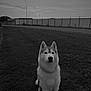 dog, husky, leash, grass, outdoor, sky, cloudy, fence, streetlight, road, calm, pet, animal, sitting, nature, dusk, quiet, loyal, companion, park